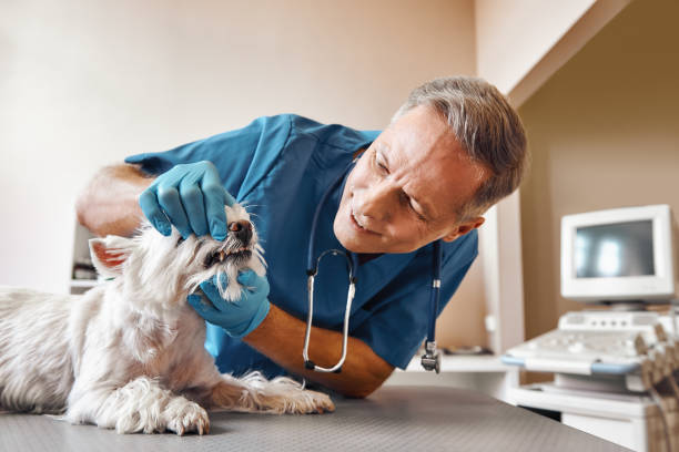 Best Emergency Dentist for Knocked-Out Tooth in Arlington, TN